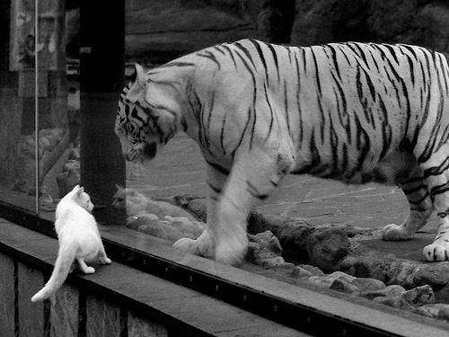 篮球双城记，公牛加时力克老鹰，哈登德甲争冠战独揽风云