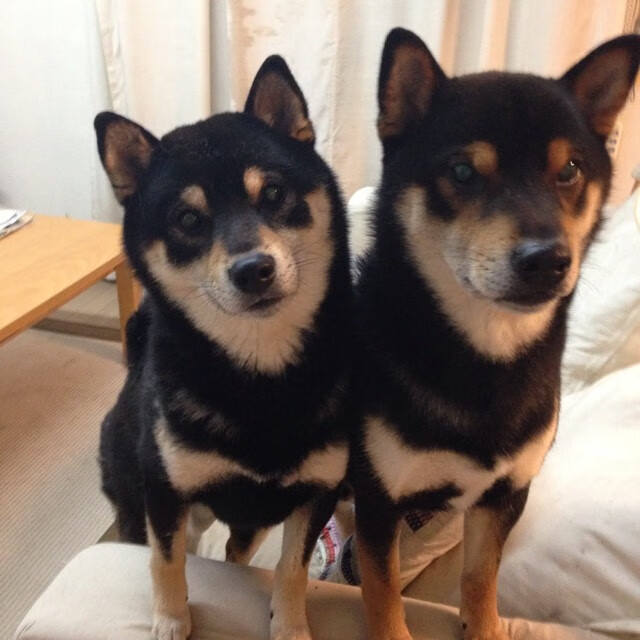 断翼重生的猎鹰，乔治一剑封喉，老鹰啄碎公牛晋级路