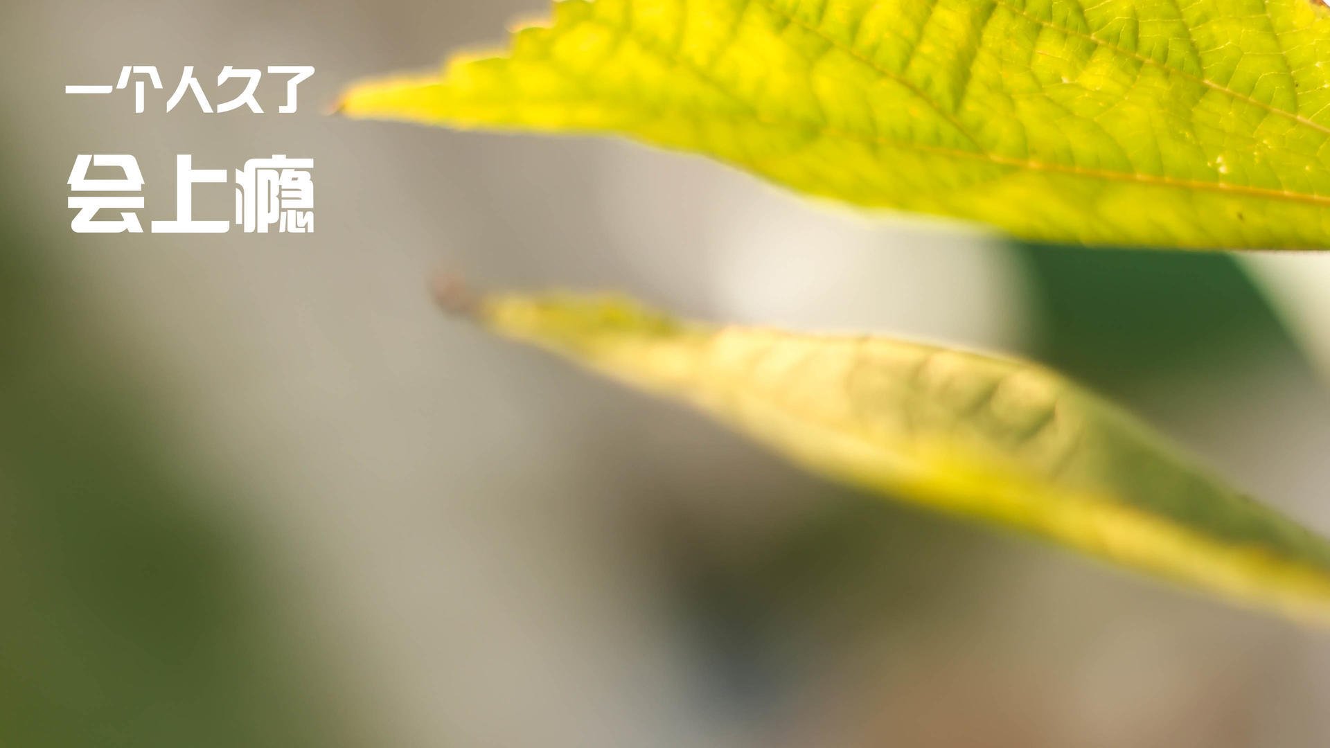 欧冠半决赛的双重奏，阿尔瓦雷斯主宰战场，里昂压哨绝杀巴萨