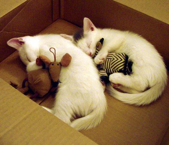 铁壁围城,智斗群蜂,北京队战术压制黄蜂的抢七启示录