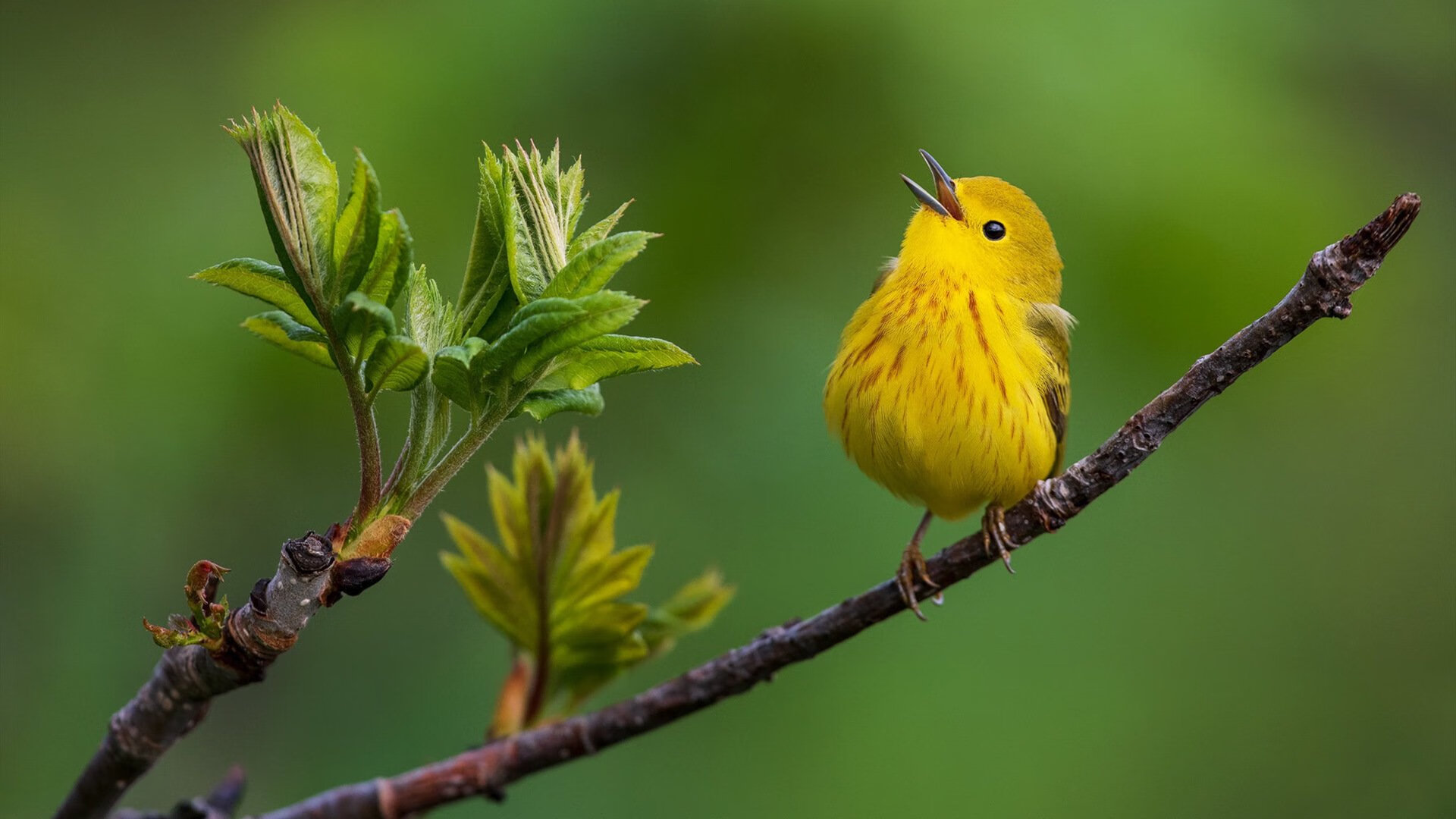 暗夜猎手，莫兰特如何在篮网雄鹿鏖战的夹缝中撕裂寂静