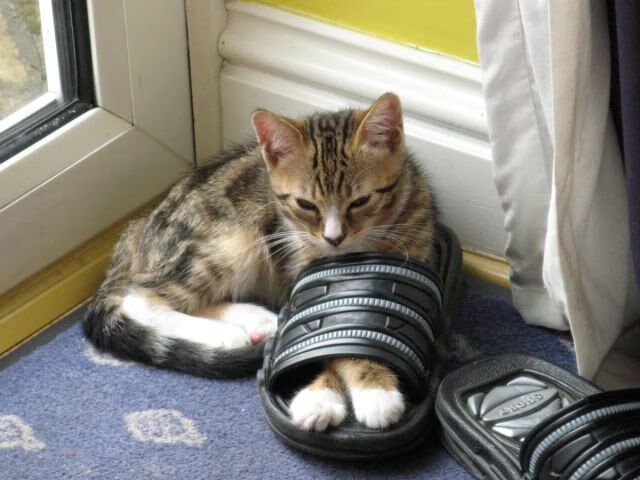 格列兹曼欧冠封神之战,马竞连击曼城,搅动英超争冠风云