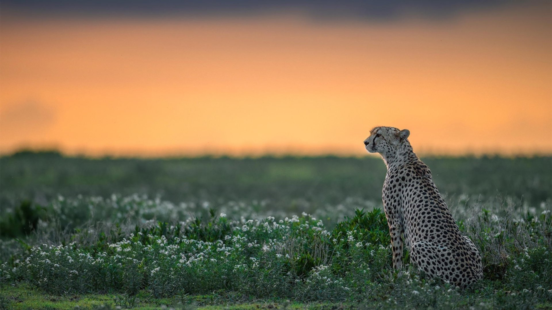 极速与转换,F1争冠之夜与伦纳德的攻防核心之道