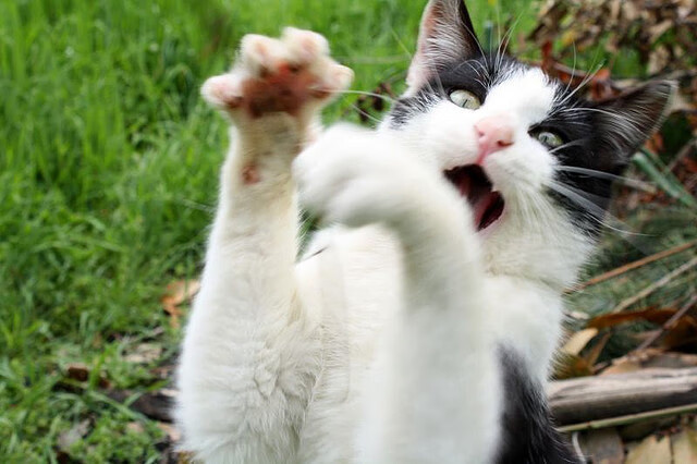 拜仁对决佛罗伦萨，特奥，为大场面而生的绿茵雕塑