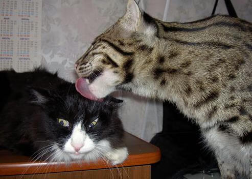 山西队鏖战奇才，浓眉成为全场焦点—一场跨联赛的篮球盛宴