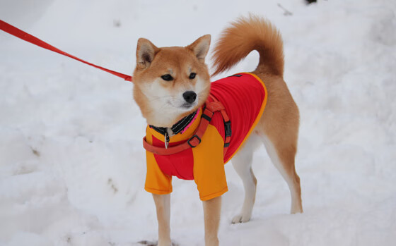 戈麦斯一肩扛起阿兹特克战旗,墨西哥绝境中的冠军级逆袭