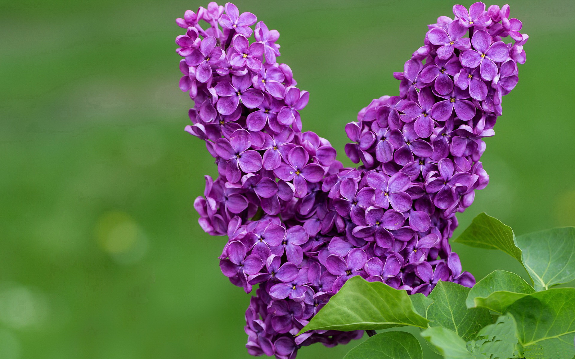 火力压制!76人终结广东连胜 福克斯三记穿云箭定乾坤