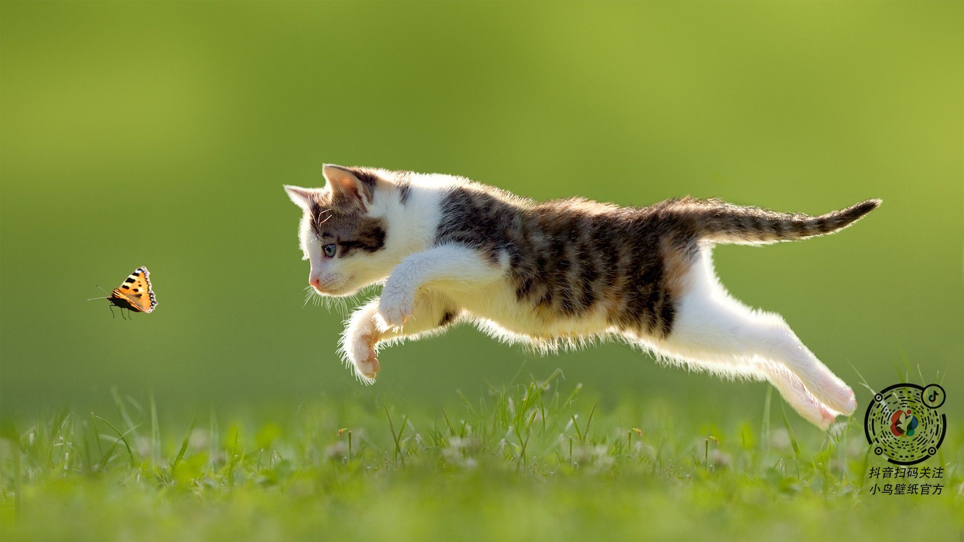 欧洲杯上的无解谜题,西班牙2-1德国,帕尔默如何用双脚改写胜利方程